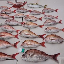 フィッシングボートACE(エース) 釣果