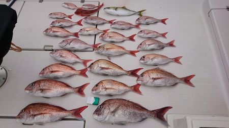 フィッシングボートACE（エース） 釣果