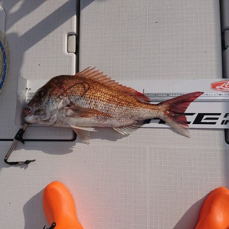 フィッシングボートACE(エース) 釣果