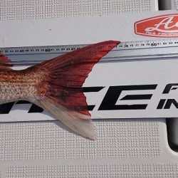 フィッシングボートACE(エース) 釣果