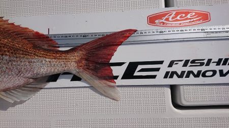 フィッシングボートACE(エース) 釣果