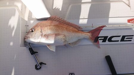 フィッシングボートACE(エース) 釣果