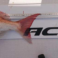 フィッシングボートACE(エース) 釣果