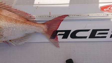 フィッシングボートACE(エース) 釣果