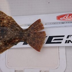 フィッシングボートACE(エース) 釣果