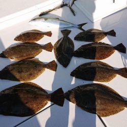 フィッシングボートACE(エース) 釣果