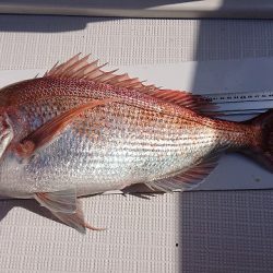 フィッシングボートACE(エース) 釣果