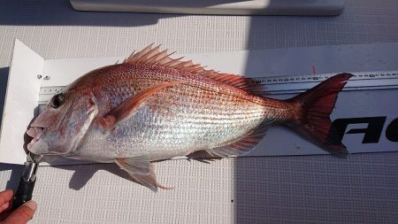 フィッシングボートACE（エース） 釣果