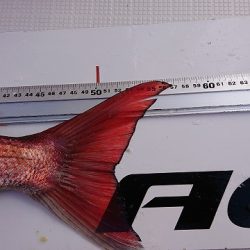 フィッシングボートACE(エース) 釣果