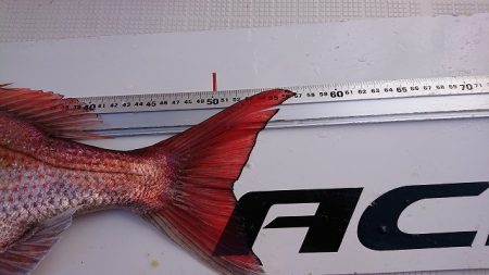 フィッシングボートACE(エース) 釣果