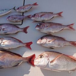 フィッシングボートACE(エース) 釣果