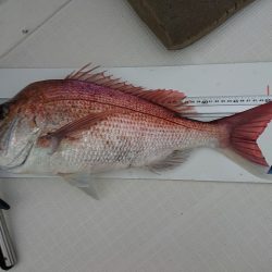 フィッシングボートACE(エース) 釣果