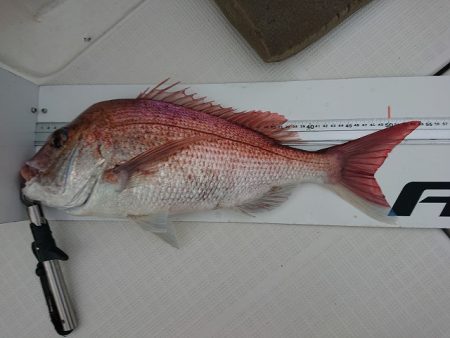 フィッシングボートACE(エース) 釣果