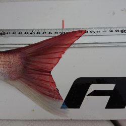 フィッシングボートACE(エース) 釣果