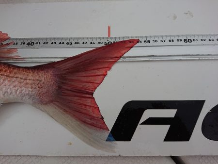 フィッシングボートACE(エース) 釣果