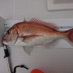 フィッシングボートACE(エース) 釣果