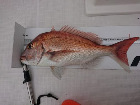 フィッシングボートACE(エース) 釣果