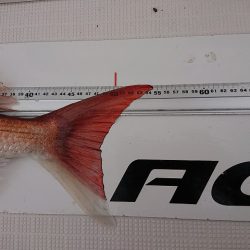 フィッシングボートACE(エース) 釣果