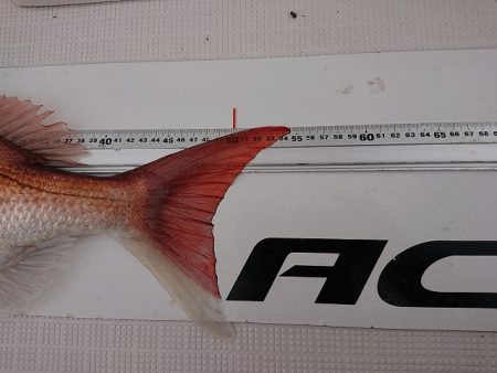 フィッシングボートACE(エース) 釣果