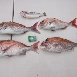 フィッシングボートACE(エース) 釣果