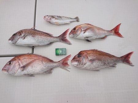 フィッシングボートACE(エース) 釣果