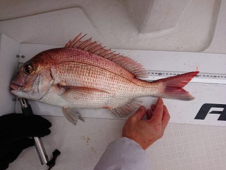 フィッシングボートACE(エース) 釣果