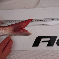 フィッシングボートACE(エース) 釣果