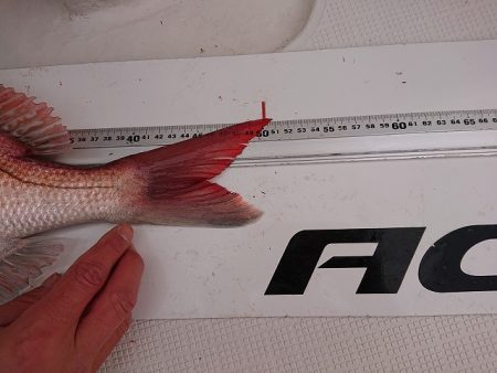 フィッシングボートACE(エース) 釣果