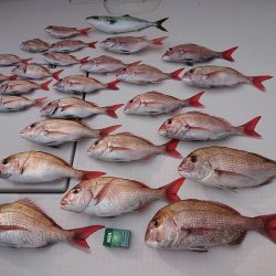 フィッシングボートACE(エース) 釣果