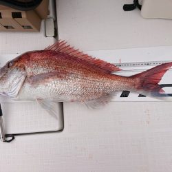 フィッシングボートACE(エース) 釣果