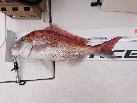 フィッシングボートACE(エース) 釣果