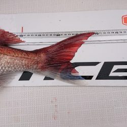 フィッシングボートACE(エース) 釣果