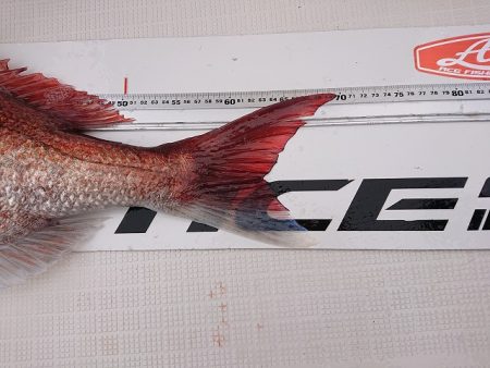 フィッシングボートACE(エース) 釣果