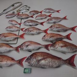 フィッシングボートACE(エース) 釣果