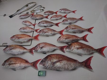 フィッシングボートACE(エース) 釣果