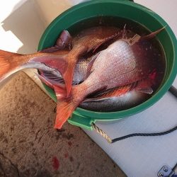 フィッシングボートACE(エース) 釣果