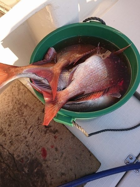 フィッシングボートACE(エース) 釣果