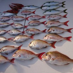 フィッシングボートACE(エース) 釣果