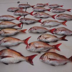 フィッシングボートACE(エース) 釣果