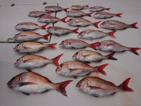 フィッシングボートACE（エース） 釣果