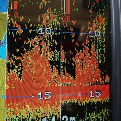 深川 吉野屋 釣果