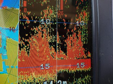 深川 吉野屋 釣果