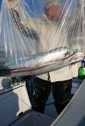 KONAYAーMARU(こなや丸) 釣果