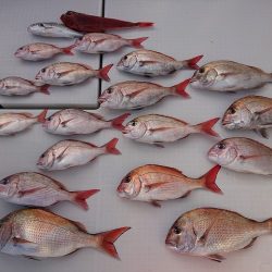 フィッシングボートACE（エース） 釣果