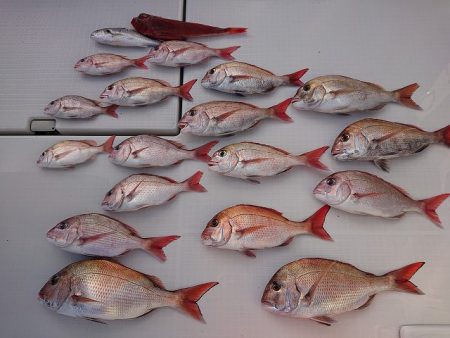 フィッシングボートACE（エース） 釣果