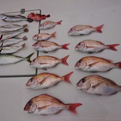 フィッシングボートACE(エース) 釣果