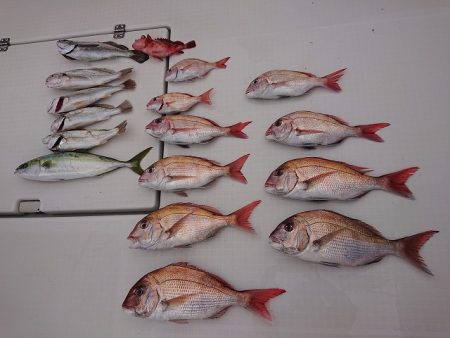 フィッシングボートACE（エース） 釣果