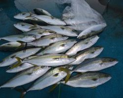 アジアマリンサービス 釣果