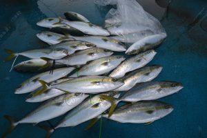 アジアマリンサービス 釣果