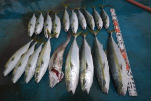 アジアマリンサービス 釣果